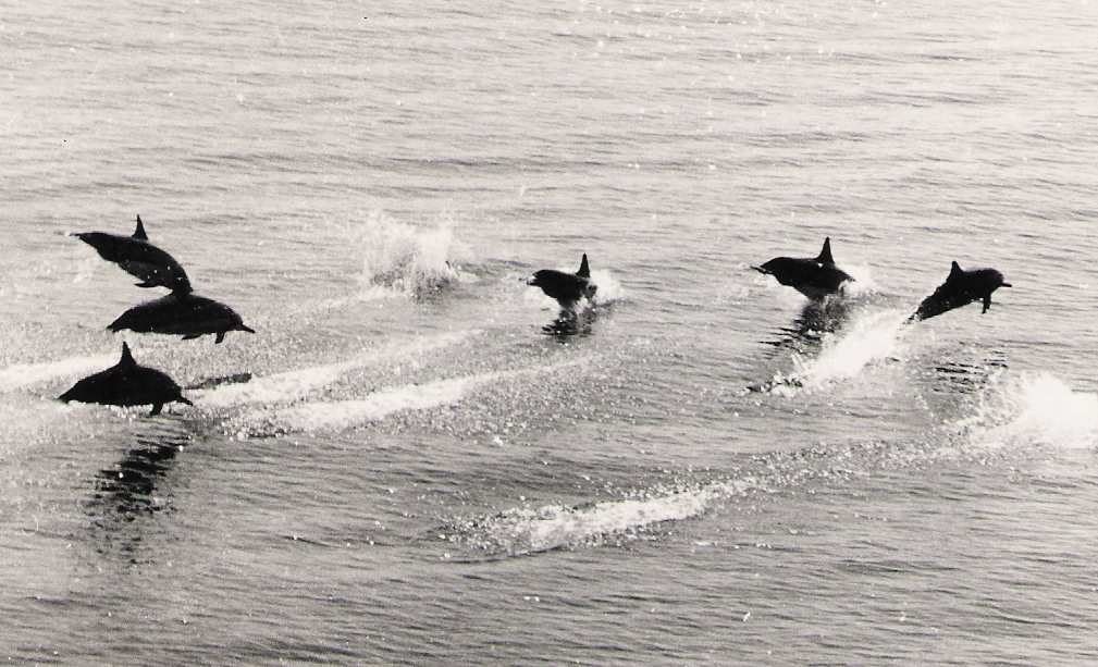 DelfiinitBiscajanlahdella.jpg